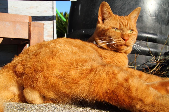（写真:芳澤ルミ子）