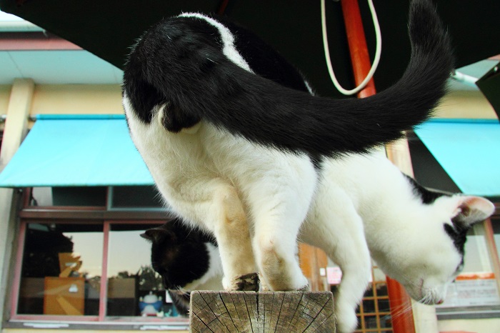 （写真:芳澤ルミ子）