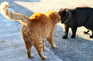 なめんなよ！一触即発状態の“にゃんたま”を鎮める魔法の言葉