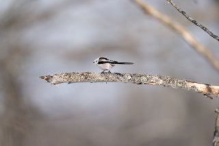 まさかのガンダム？ 2021.3.24（水）