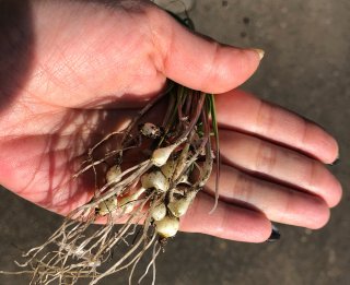 すぐそばにある春の味覚を食べる！ 2021.4.5（月）