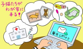 保護猫譲渡のお約束とは？トライアル中は毎日レポート提出⁉