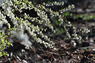 家のシンボルツリーに…純白で美しい雪の枝「ユキヤナギ」