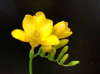 新しい門出と旅立ちを強力に応援する！春の花「フリージア」