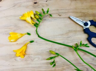 咲き終わった花はこんな感じで除去すれば最後まで咲いてくれます