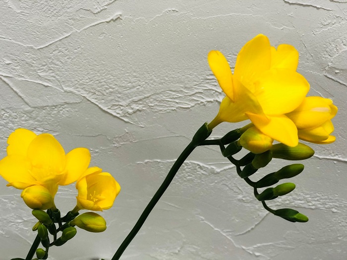 個人的には黄色が好き