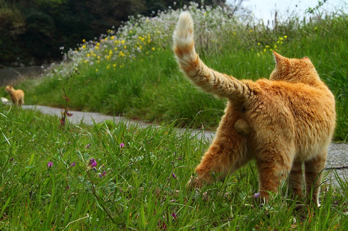 （写真:芳澤ルミ子）