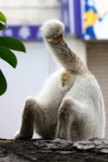 出会いと別れの季節…去りゆく“にゃんたま”に一抹の寂しさ