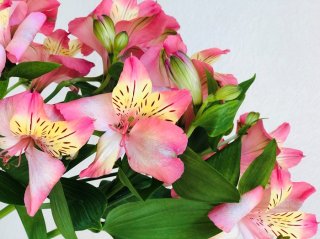 ヒョウ柄の秘密は？ 4月が旬「アルストロメリア」栽培のコツ