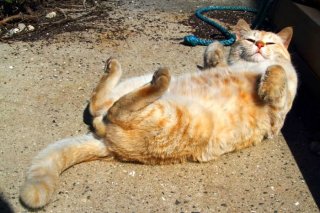 世界一かわいいご神体「へそ天」姿のごきげん“にゃんたま”