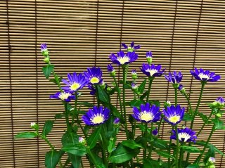 悲しみを忘れて…高貴な佇まいの「ミヤコワスレ」は心を癒す