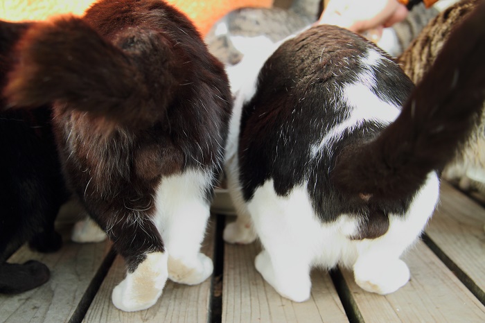 （写真:芳澤ルミ子）