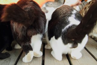 ウシ柄ブームの最前線！地味色でも存在感抜群の“にゃんたま”