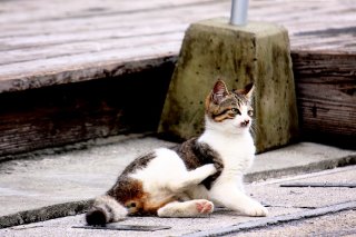 首をかしげて考え中 “にゃんたま”に学ぶ「あざとカワイイ」