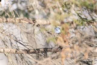 凛々しい 2021.4.28（水）