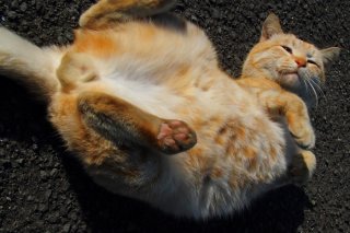 どこを愛でるか迷っちゃう…フェチ心をくすぐる“にゃんたま”