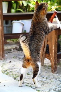 「おやつは何かにゃ」“にゃんたま”の期待に満ちた尻尾に注目