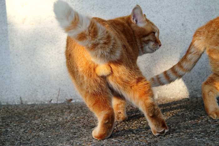 （写真:芳澤ルミ子）