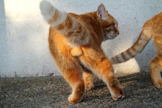 ネコ好きの聖地・尾道で発見！夕日を浴びて輝く“にゃんたま”