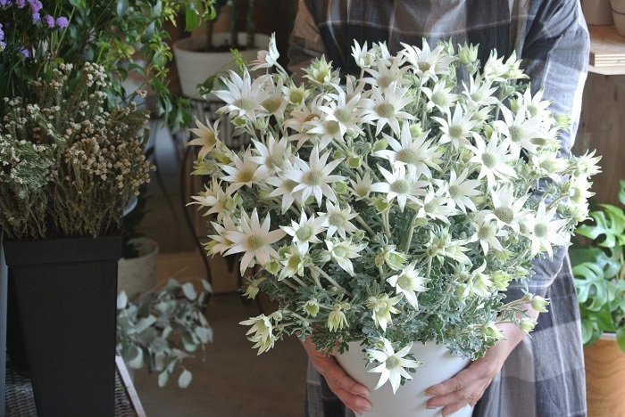 モフモフ　フワフワ　シルバーカラーがたまらない！　写真　阿部真己／無断転載禁止