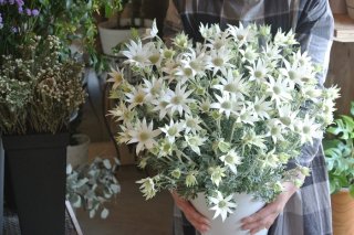 モフモフが魅力！「フランネルフラワー」を長く楽しむ方法