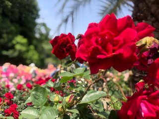 生田緑地ばら苑で「ベルばら」を思う 2021.5.15（土）