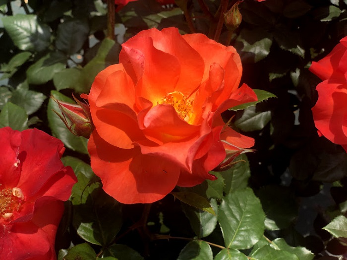 「プリンセスミチコ」親しみやさをなんとなく感じました（Ｃ）コクハク