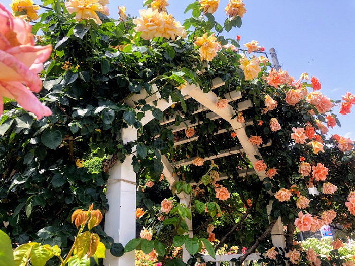 バラが咲き乱れるアーチ…乙女の世界や（Ｃ）コクハク