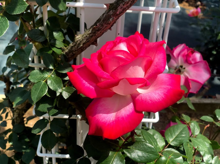 こちら「聖火」です（Ｃ）コクハク