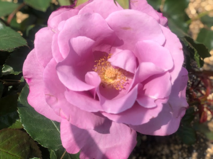 花びらの重なり方がエロい（Ｃ）コクハク