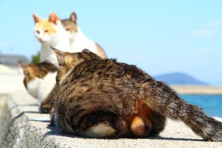 防波堤でほっこり"にゃんたま”君の視線の先には何がある？