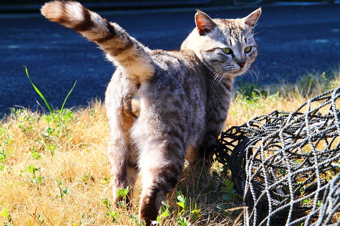 （写真:芳澤ルミ子）