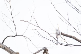 whiteのドコ？ 2021.5.13（木）