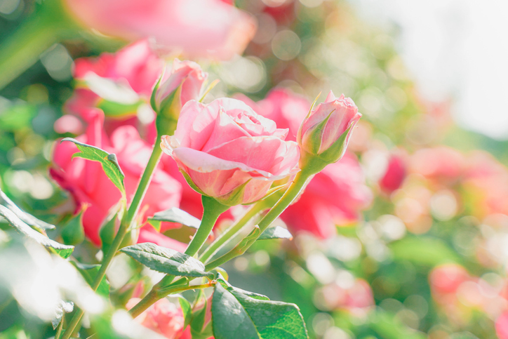 女性に嬉しい「ローズの香り」（写真:iStock）