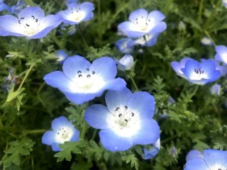 ネモフィラ、見に行きたかった… 2021.5.17（月）