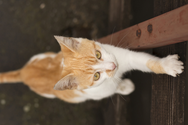 爪とぎすると思われている？（写真:iStock）