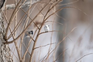 ポツンとシマエナガちゃん 2021.5.23（日）