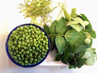 期間限定！里山の宝石「山椒」を食す 2021.5.20（木）