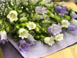 素直に言えない感謝の気持ちを「カンパニュラ」に込めて