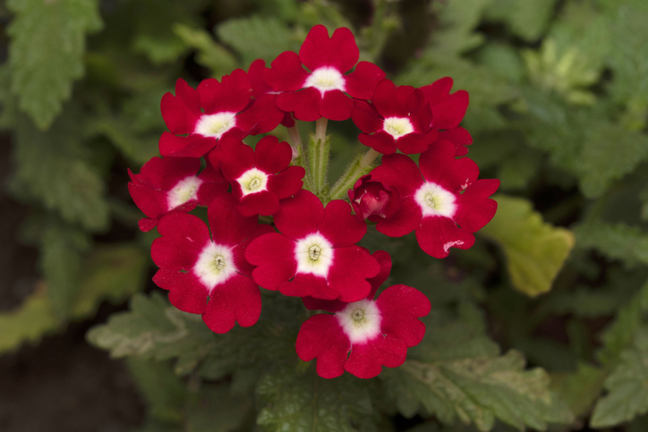 “恋を呼ぶハーブ”「バーベナの香水」を使ったおまじない（写真:iStock）