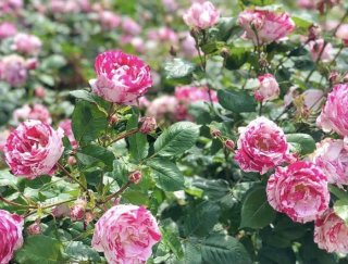 更年期？ イライラが止まらない…女性ホルモンとバラのお話