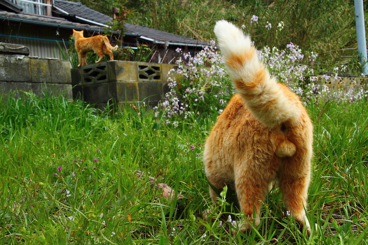 （Ｃ）芳澤ルミ子