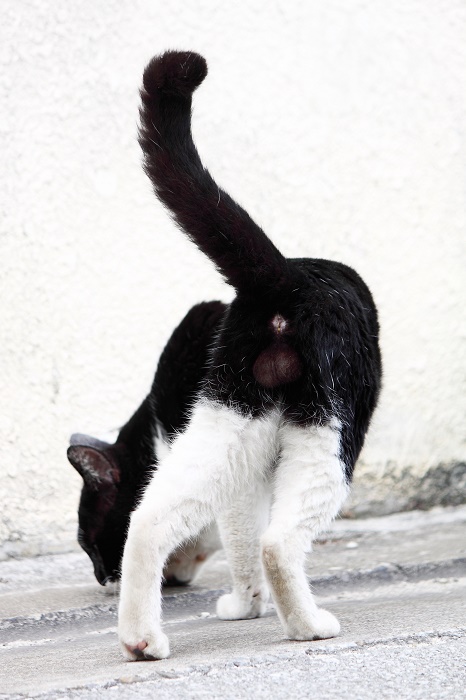 （写真:芳澤ルミ子）