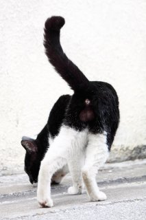 まるでブラックホール…目が離せなくなる“にゃんたま”の魅力