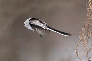 シマエナガちゃんだよ！ 2021.5.28（金）