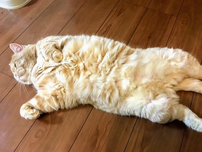 猫にあるまじきスタイル（C）コクハク