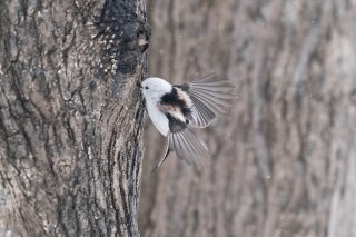 だから、シマエナガちゃんだよ！ 2021.6.2（水）
