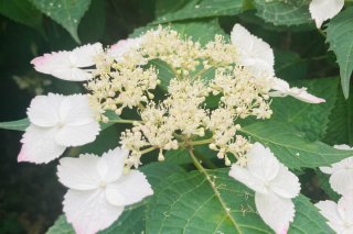 whiteの紫陽花 2021.6.3（木）