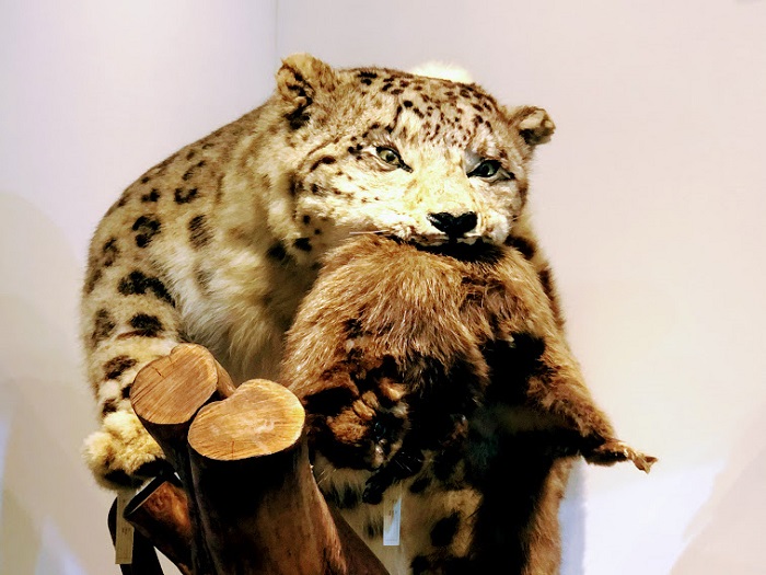 食うか食われるか！（C）コクハク