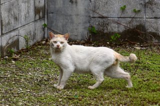 カメラ目線でポーズも…おんにゃの子を逃した“にゃんたま君”